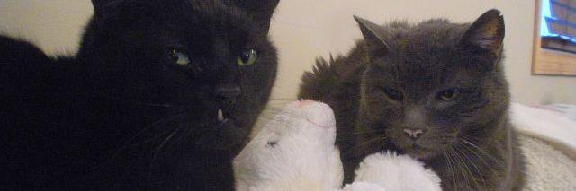 Otis Fuzz banner