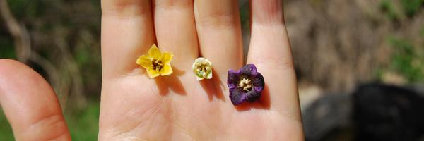 iochromaland Profile Banner