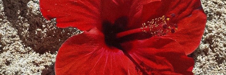 Mileeeeni's profile banner image