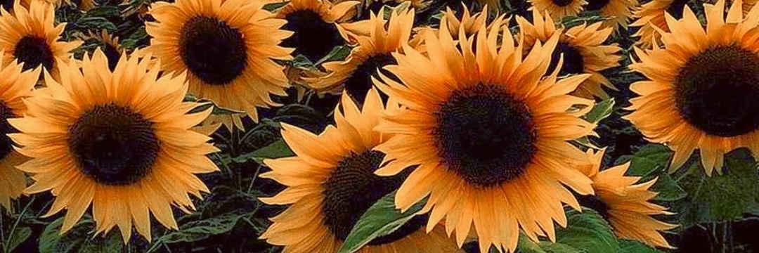 _vickywilson's profile banner image
