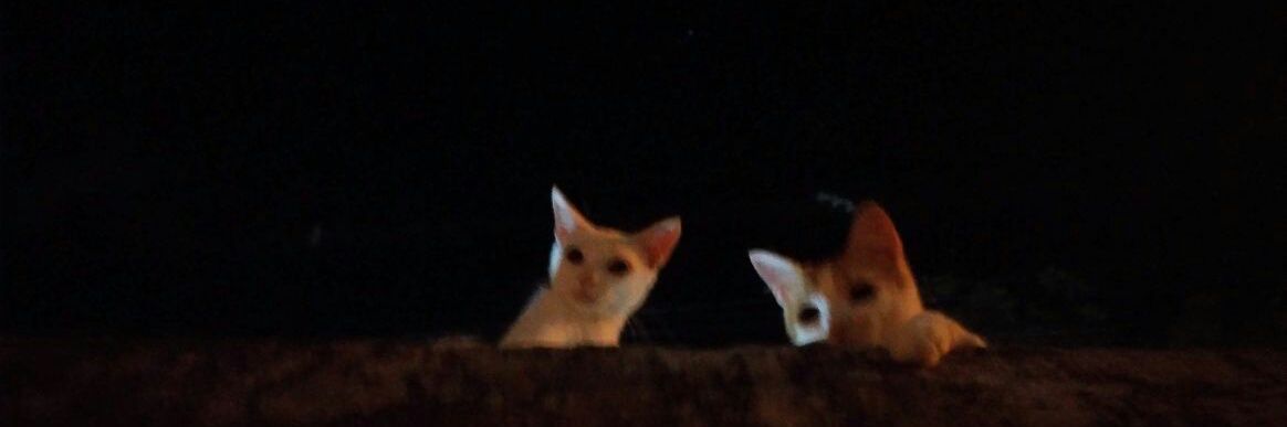 maisdoidaainda's profile banner image