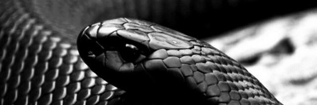 Cock971's profile banner image