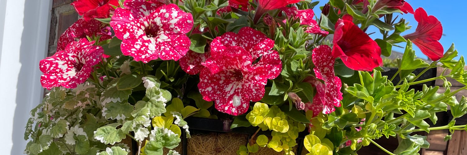 Hazel 🌻🌷🌼 banner