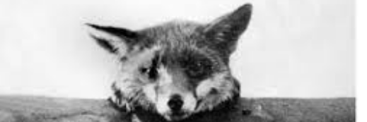 Ian Fox banner