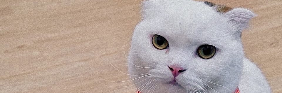lalipopppp_'s profile banner image