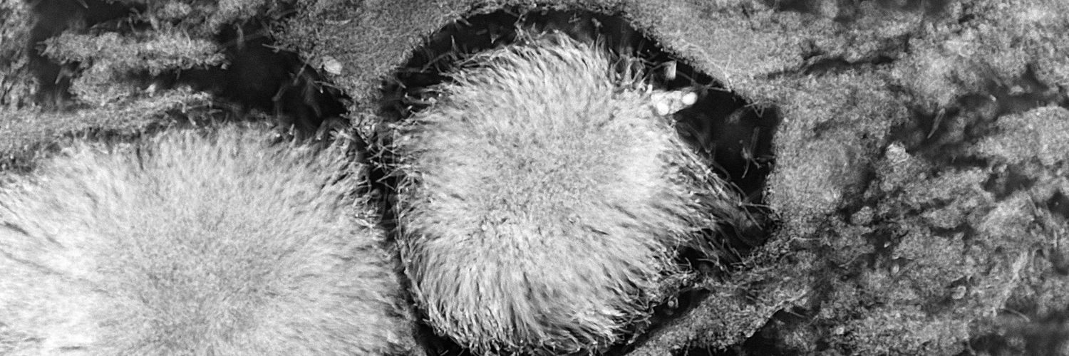 Michalis Sofopoulos banner