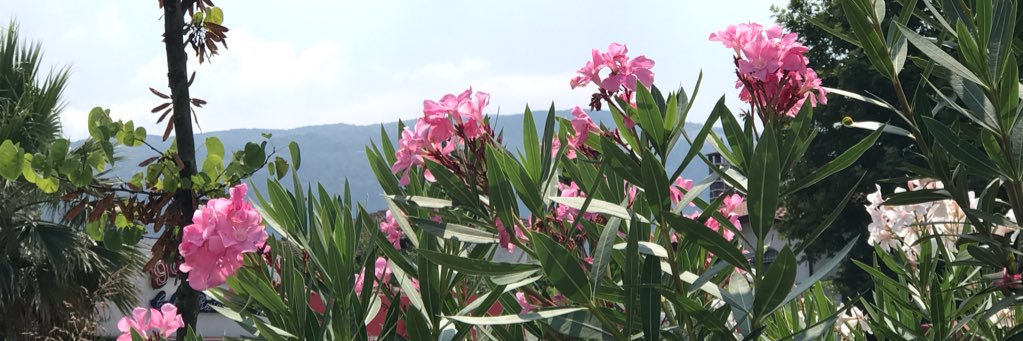 dano_alkanderi's profile banner image