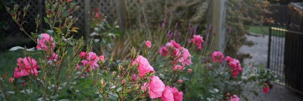 bikebird Profile Banner