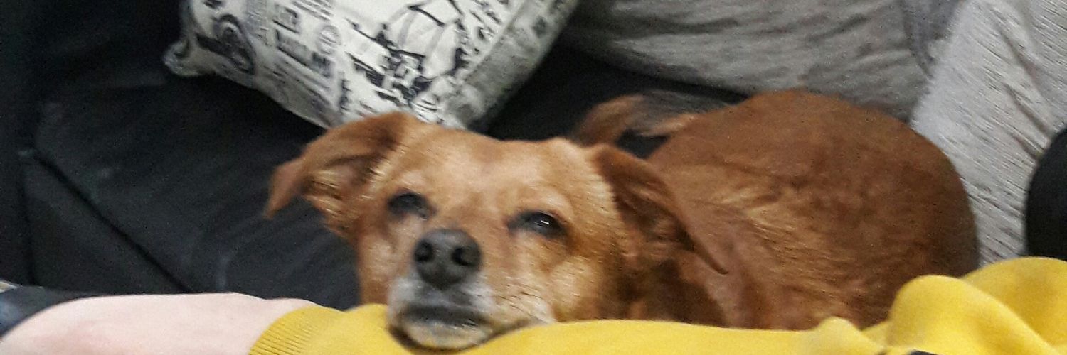 AiluCollado's profile banner image