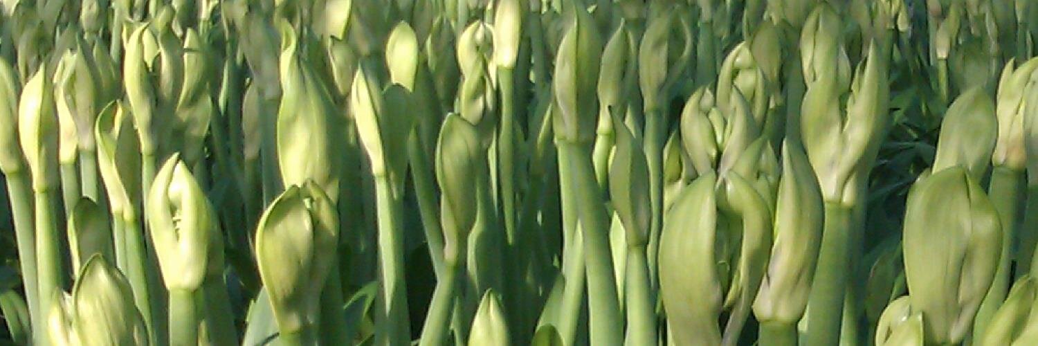 endeflowers's profile banner image