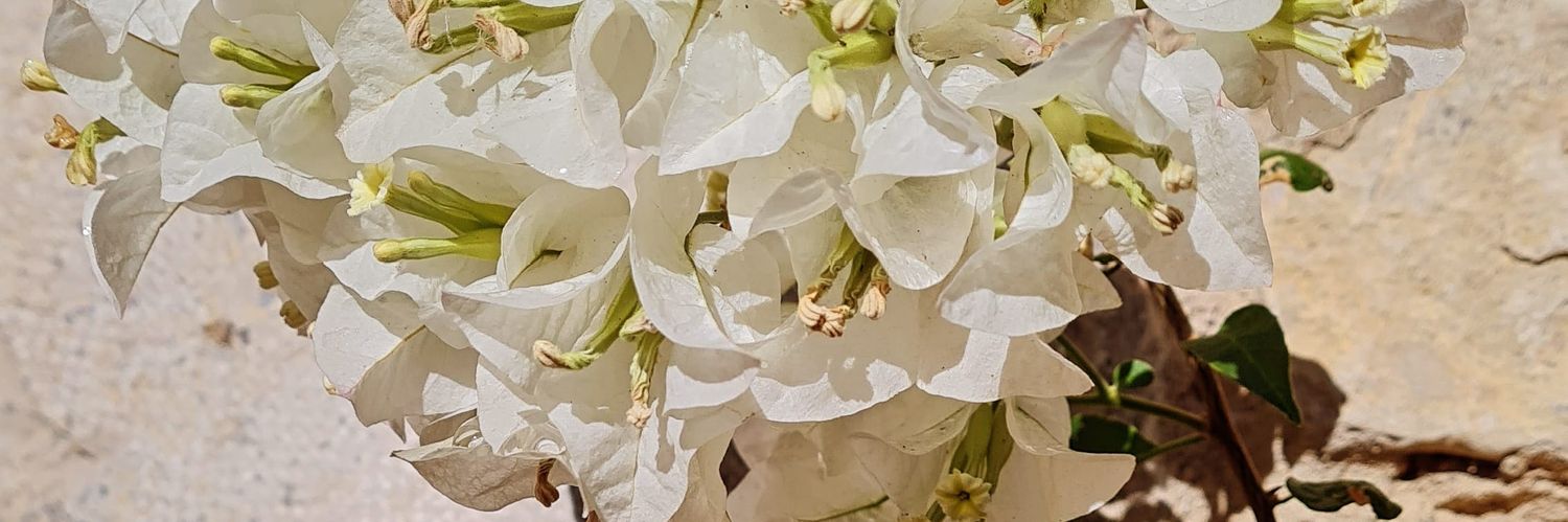 Rita Marzoa Font💜 banner