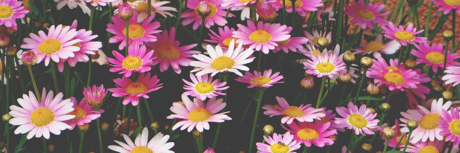 mlyzrn's profile banner image
