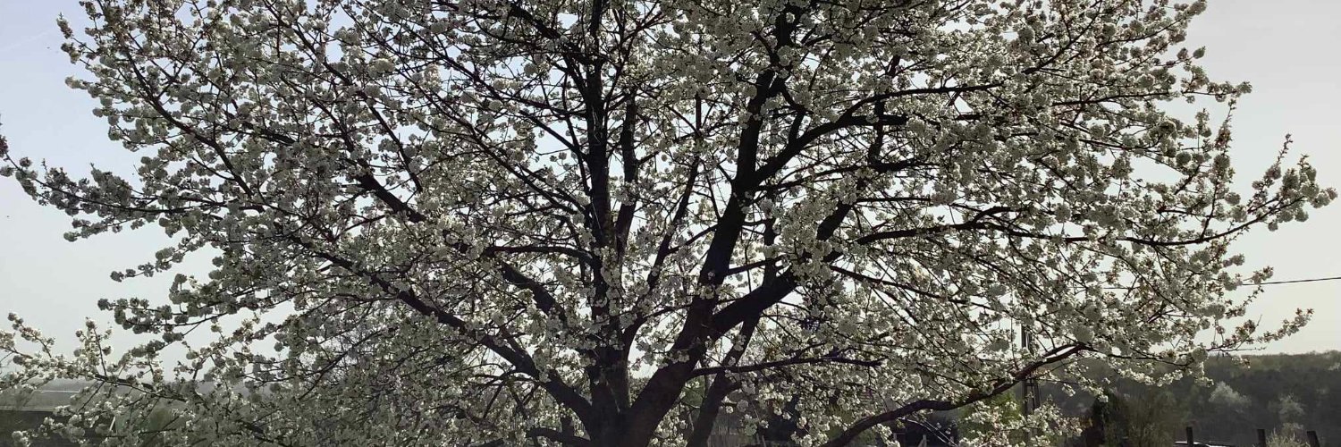mosesokonda's profile banner image