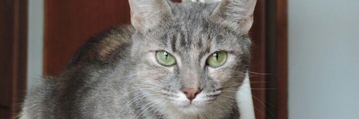Bell_Camargo's profile banner image