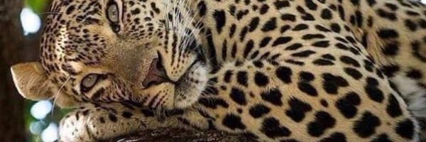 Richard_Vibesz Profile Banner