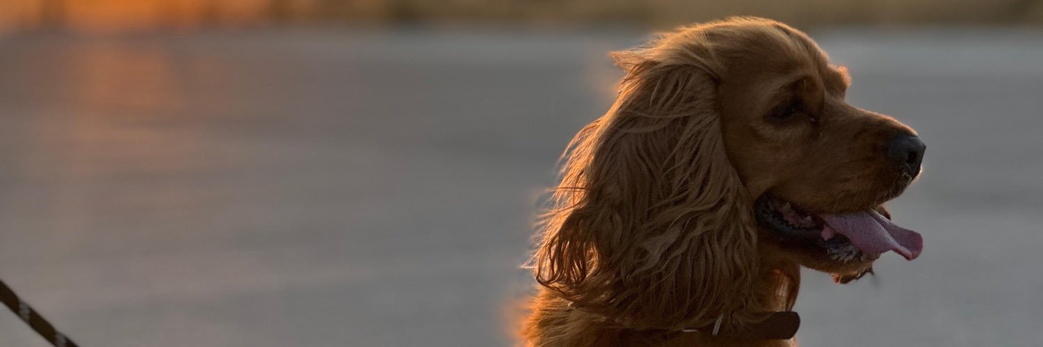 dd2960c's profile banner image