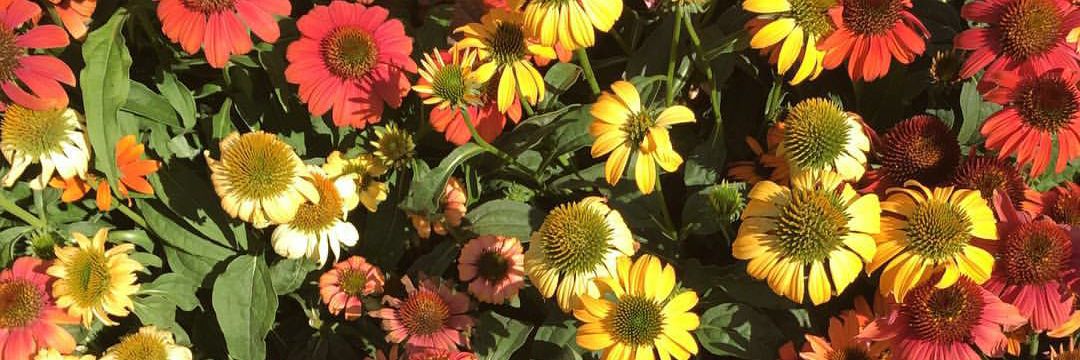 Jillian_Batt's profile banner image