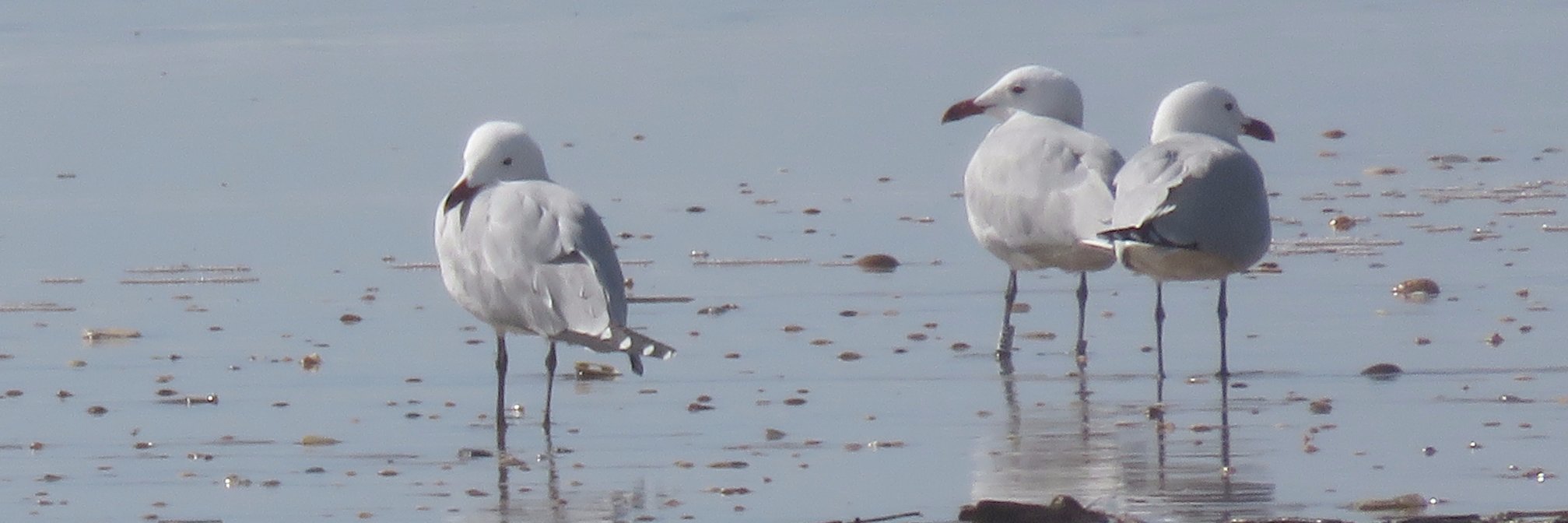 Peter Whitcomb banner
