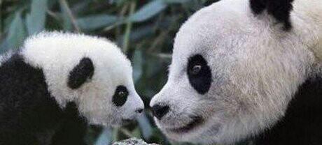 PandaHoopBear's profile banner image