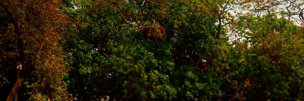 anjugouti's profile banner image