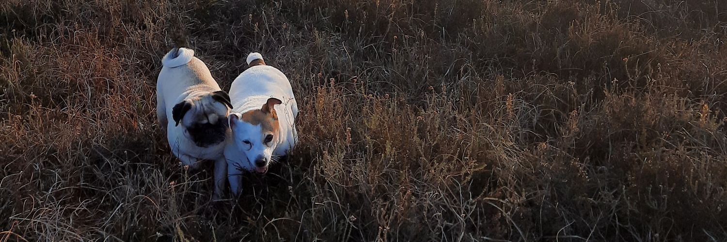 curlyburt's profile banner image