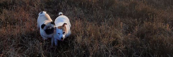 curlyburt Profile Banner