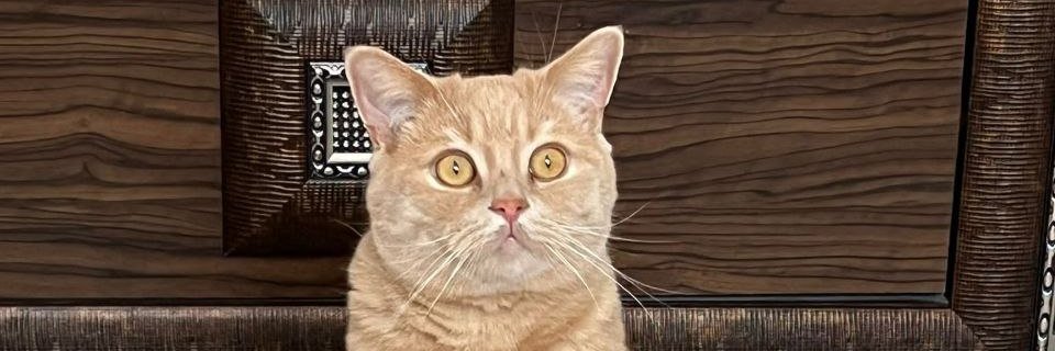zeeh96's profile banner image