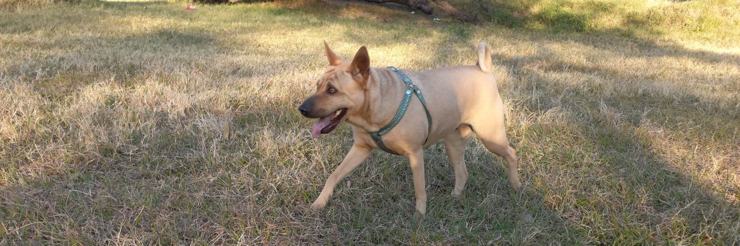 chechejimenez's profile banner image