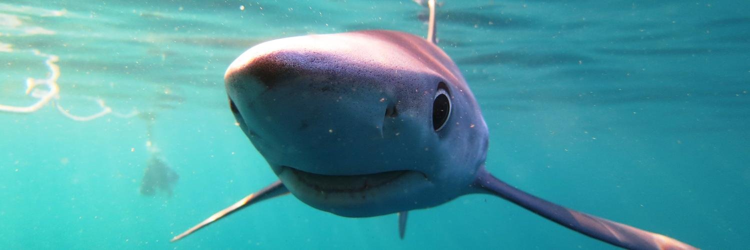 FfSharks's profile banner image