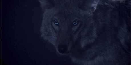 Saph_Smith's profile banner image