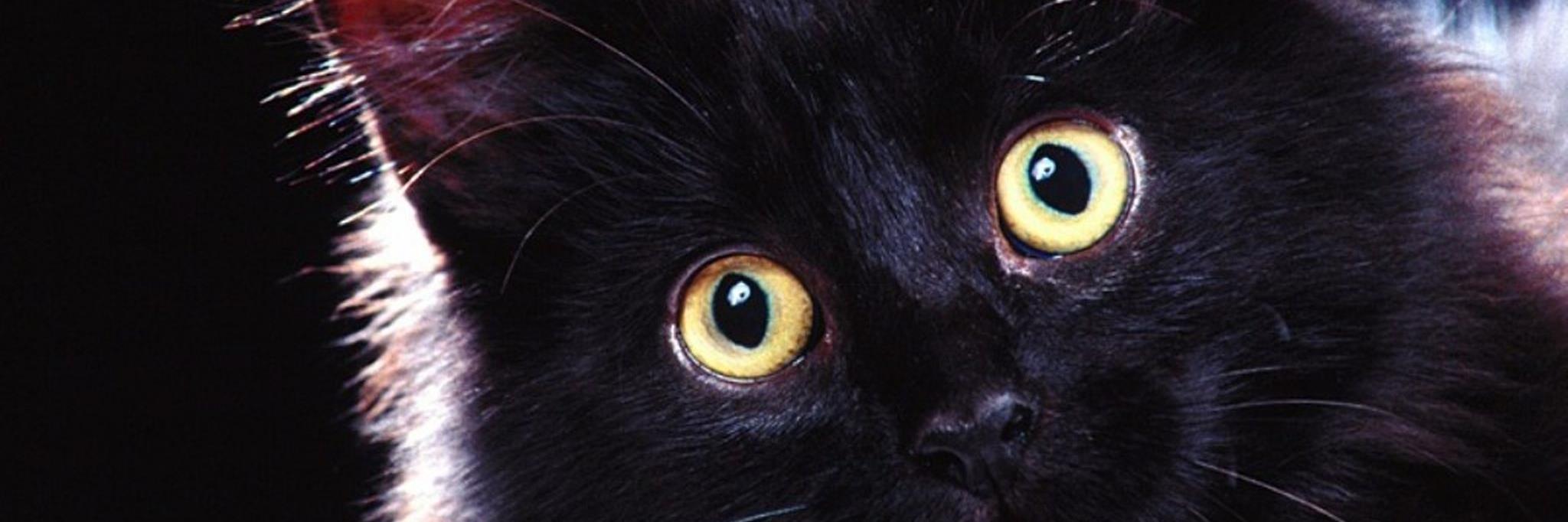 Luci C. Silva banner