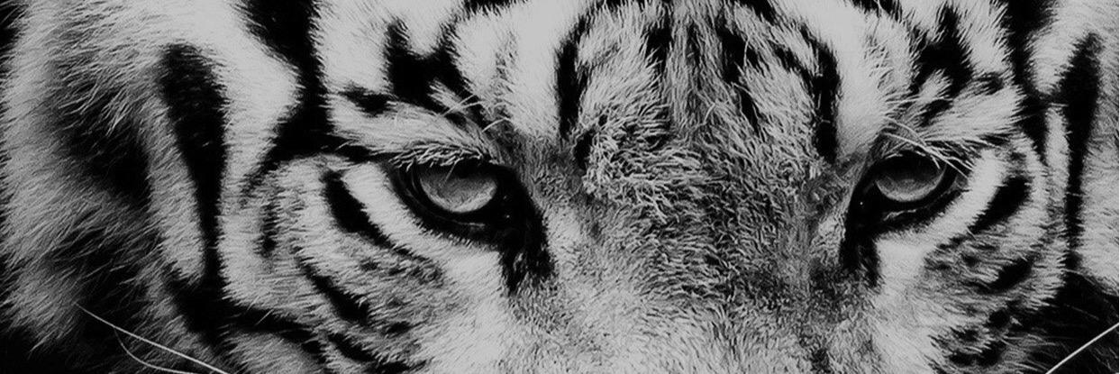 twerossi's profile banner image
