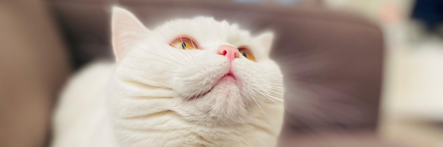 ssenacetinkya's profile banner image