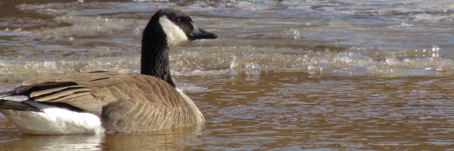 Réseau du mieux-être banner