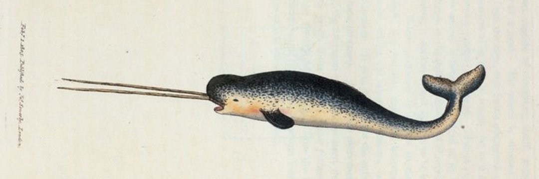 The Harpoon Review banner