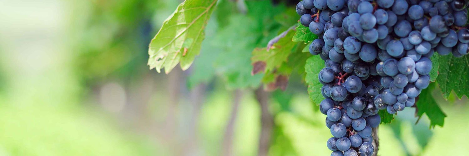 Brian Elliott banner