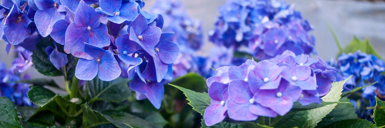 Jenny98941's profile banner image