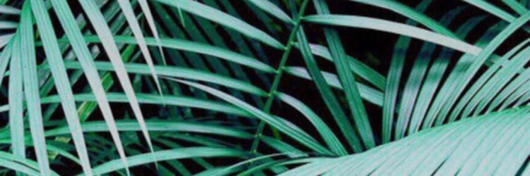 Flipparuur's profile banner image