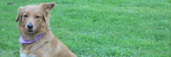 patDen Profile Banner