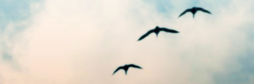 Segundamano14's profile banner image
