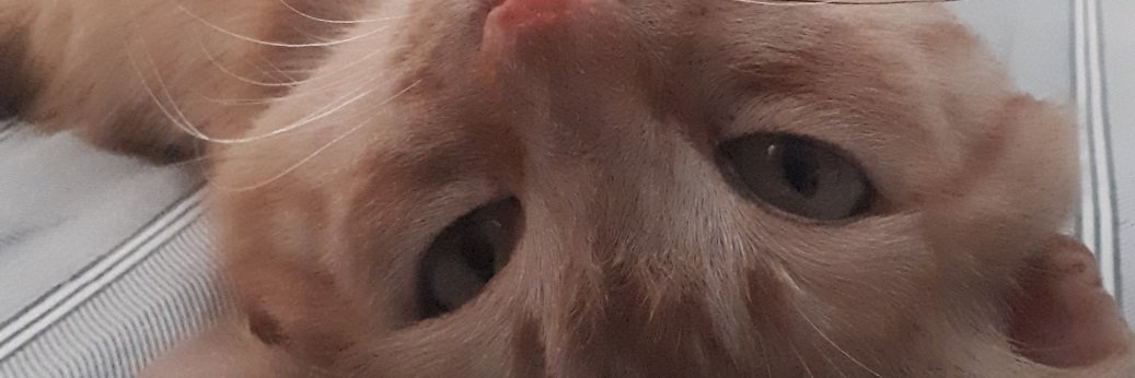 PhilippiaStr's profile banner image