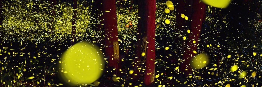 josap banner