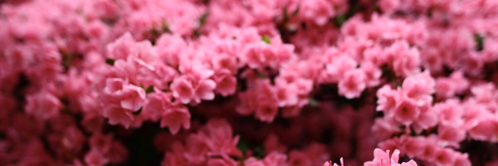 ZainabAtif's profile banner image