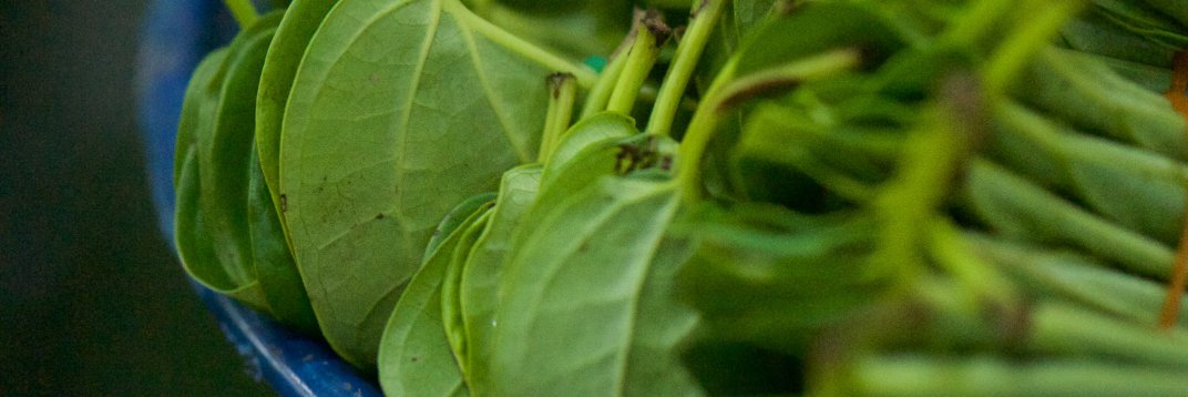 Emily Dziedzic banner