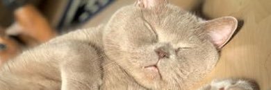 Alison Chambers banner