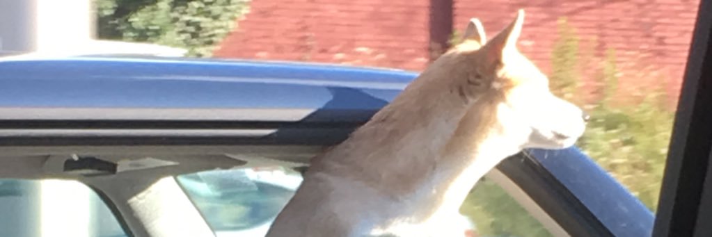 SamuelLieberman's profile banner image