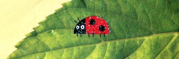 LadyBirdsHan's profile banner image