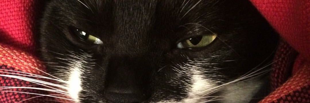 Kaili_Simpson's profile banner image