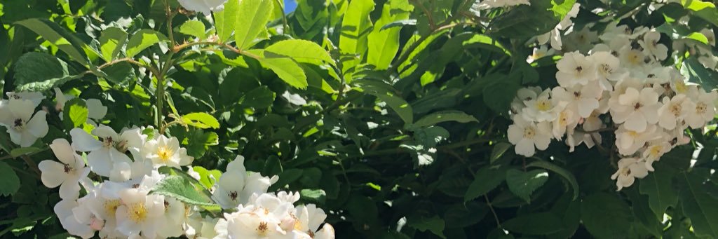 amarie343's profile banner image