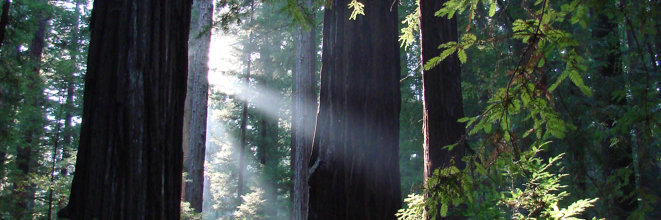 chickadee_nc's profile banner image